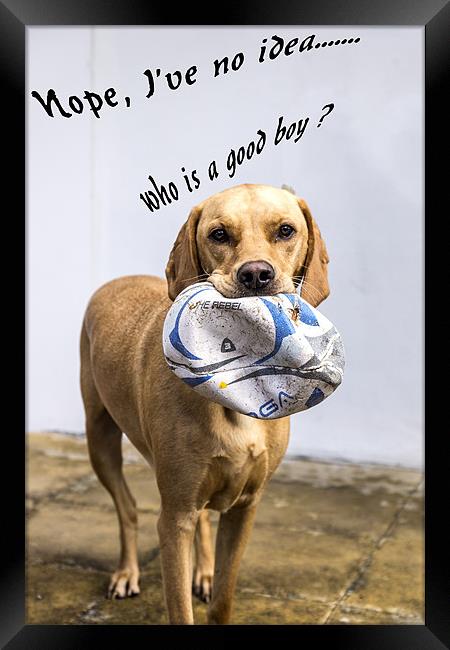 Who is a good boy? Framed Print by richard downes