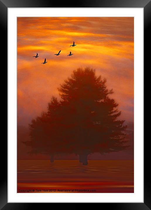 TREES OF AUTUMN Framed Mounted Print by Tom York