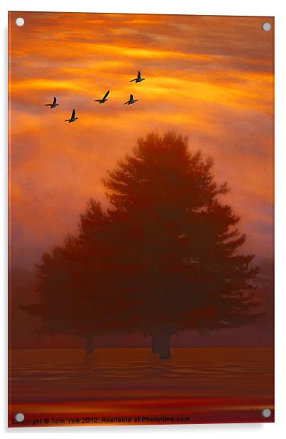 TREES OF AUTUMN Acrylic by Tom York