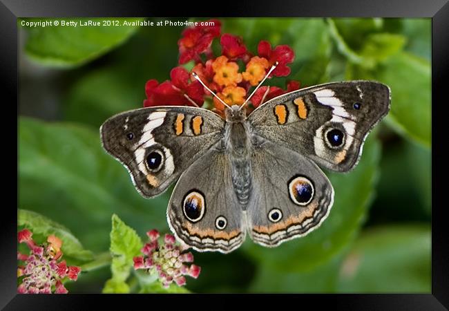 Common Buckeye Butterfly Framed Print by Betty LaRue