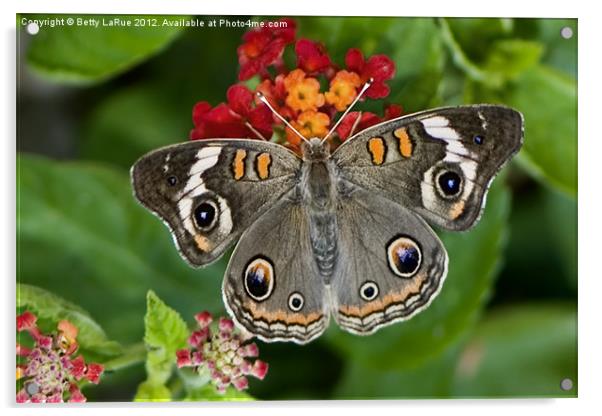 Common Buckeye Butterfly Acrylic by Betty LaRue