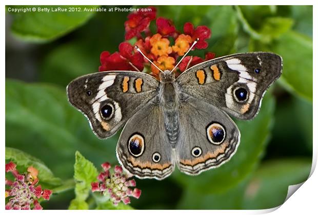 Common Buckeye Butterfly Print by Betty LaRue