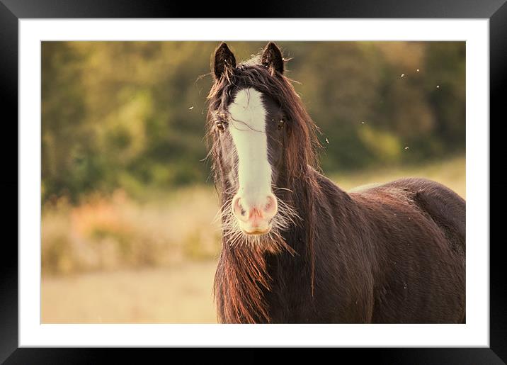 Horse in Field Framed Mounted Print by Dawn Cox