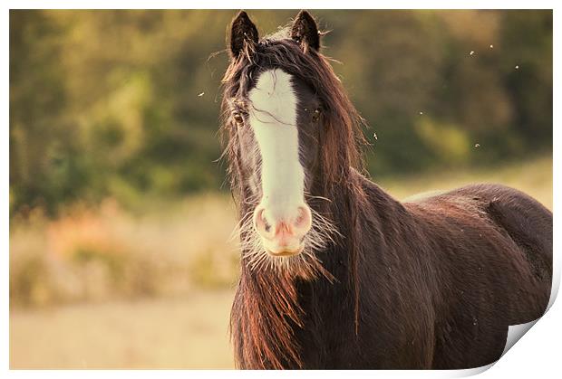 Horse in Field Print by Dawn Cox
