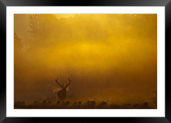Stag Sunrise Framed Mounted Print by Dave Wragg