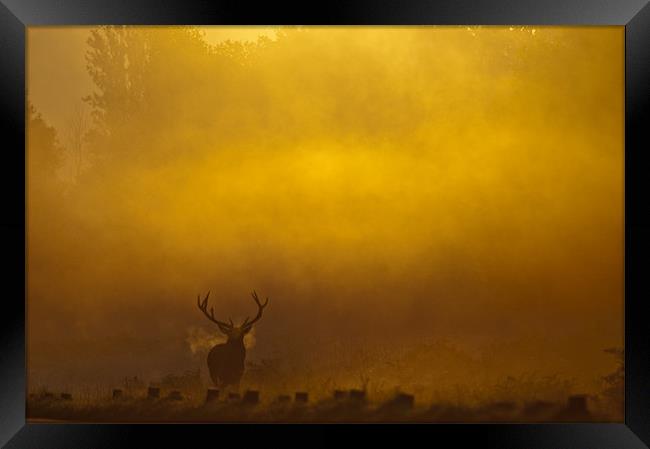 Stag Sunrise Framed Print by Dave Wragg