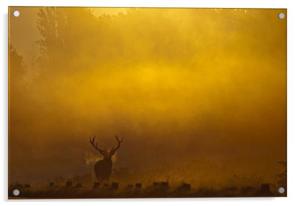 Stag Sunrise Acrylic by Dave Wragg