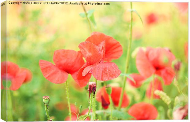 poppies on a windy day Canvas Print by Anthony Kellaway