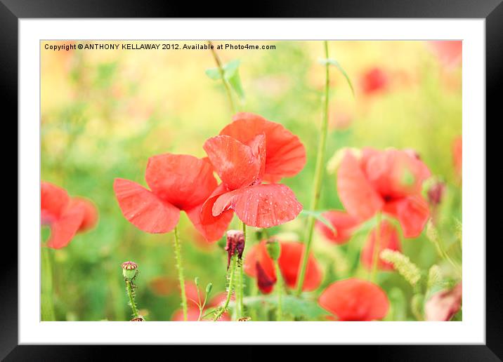 poppies on a windy day Framed Mounted Print by Anthony Kellaway