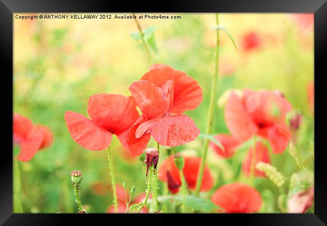 poppies on a windy day Framed Print by Anthony Kellaway
