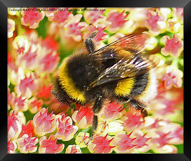 Garden Bumble bee on flowers Framed Print by Anthony Kellaway