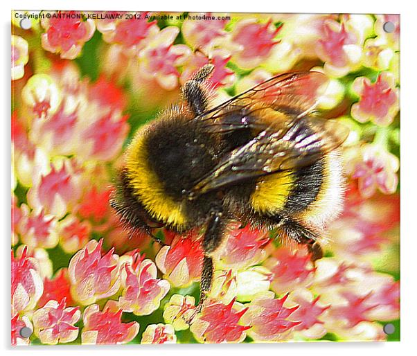 Garden Bumble bee on flowers Acrylic by Anthony Kellaway