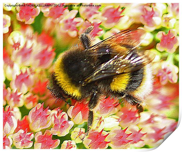 Garden Bumble bee on flowers Print by Anthony Kellaway