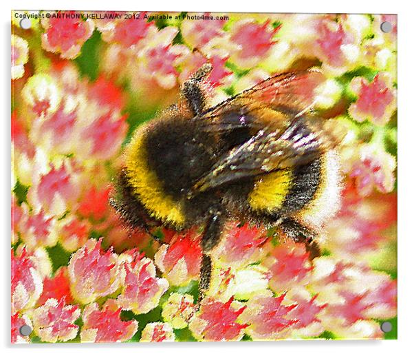 Garden Bumble bee wall art Acrylic by Anthony Kellaway