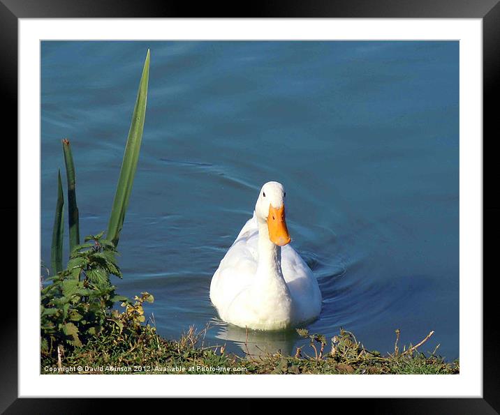 DUCK ON A POND Framed Mounted Print by David Atkinson