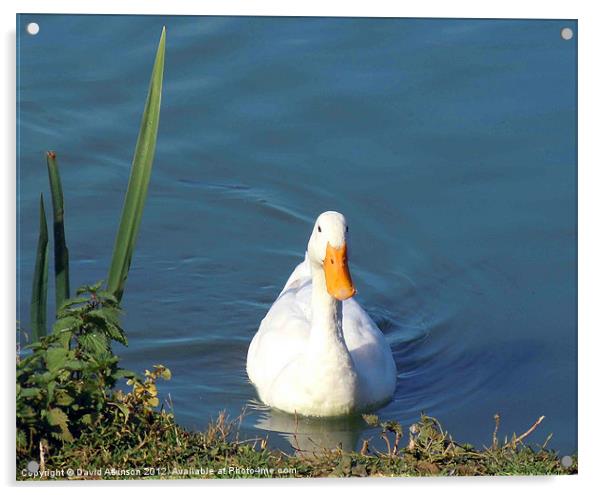 DUCK ON A POND Acrylic by David Atkinson