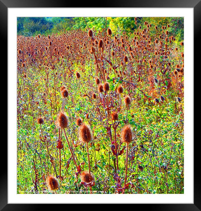 THISTLE FIELD Framed Mounted Print by David Atkinson