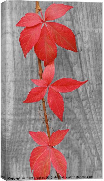 Three red leaves against fence Canvas Print by Steve Hughes