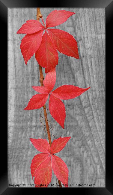 Three red leaves against fence Framed Print by Steve Hughes
