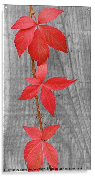 Three red leaves against fence Acrylic by Steve Hughes