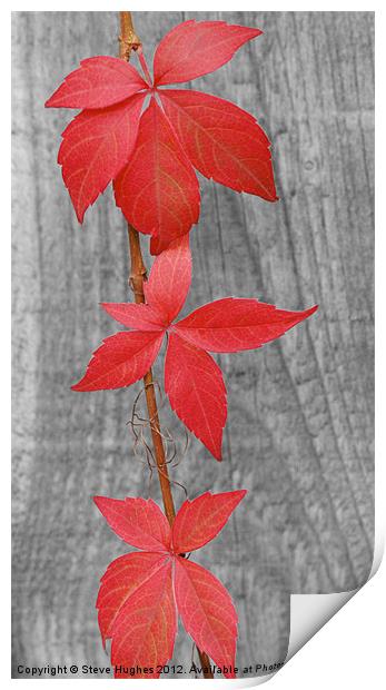 Three red leaves against fence Print by Steve Hughes