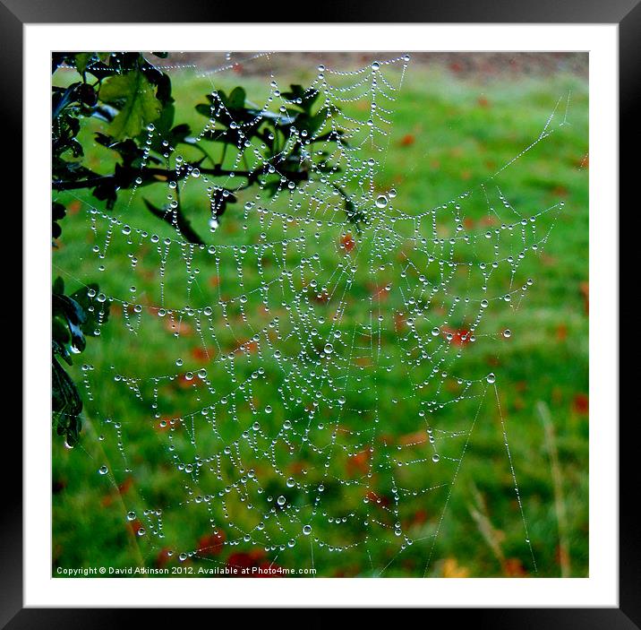 PEARL DROPS ON THE WEB Framed Mounted Print by David Atkinson