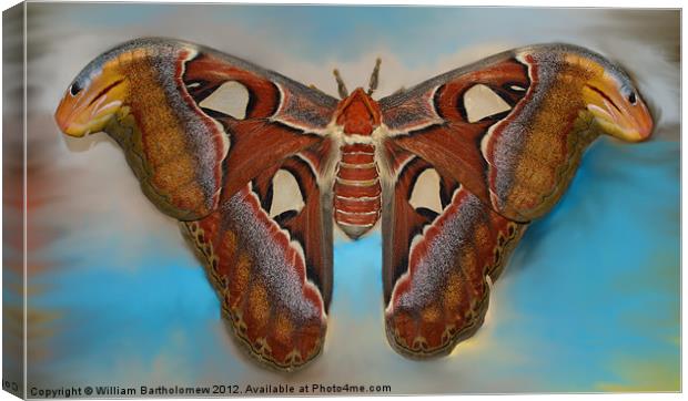 Giant Silk Moth Canvas Print by Beach Bum Pics