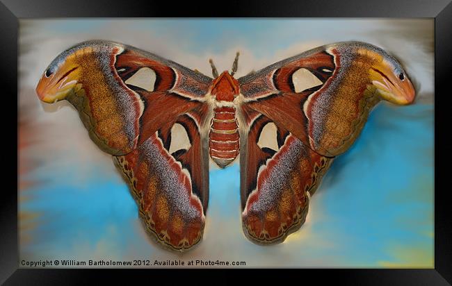 Giant Silk Moth Framed Print by Beach Bum Pics
