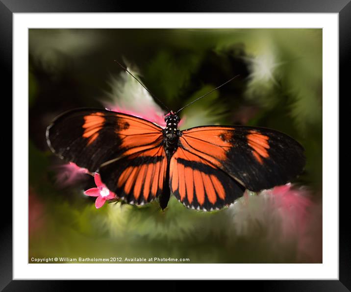 Black and Orange Butterfly Framed Mounted Print by Beach Bum Pics