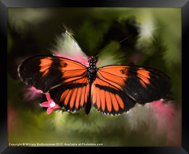 Black and Orange Butterfly Framed Print by Beach Bum Pics