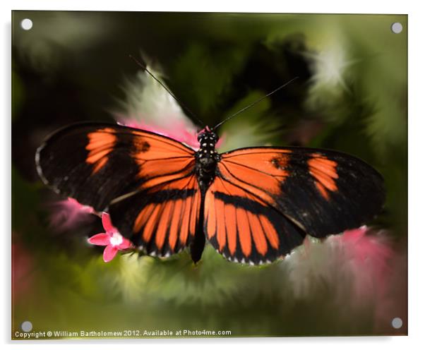 Black and Orange Butterfly Acrylic by Beach Bum Pics