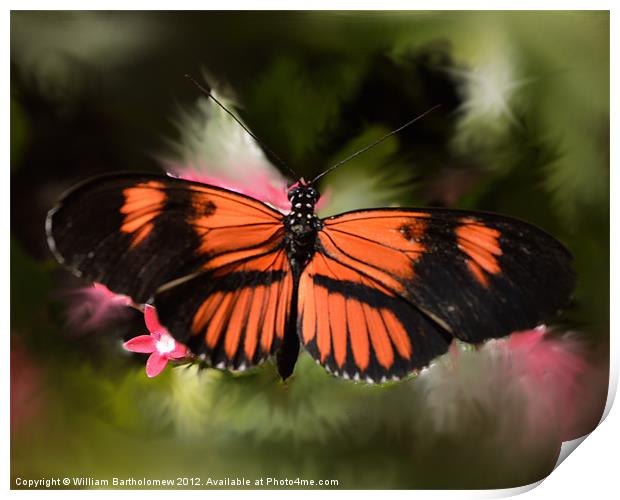 Black and Orange Butterfly Print by Beach Bum Pics