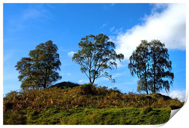 Three Birches Print by Jacqi Elmslie