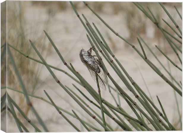 Cicada in the desert Canvas Print by Melody Chernenko