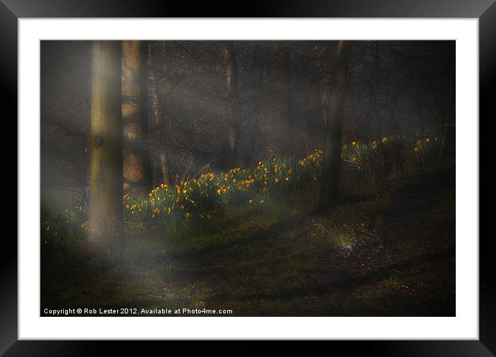 Daffodils by sunlight Framed Mounted Print by Rob Lester