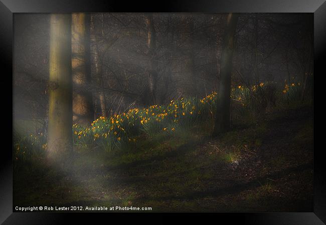 Daffodils by sunlight Framed Print by Rob Lester