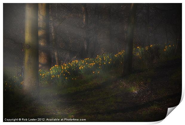 Daffodils by sunlight Print by Rob Lester