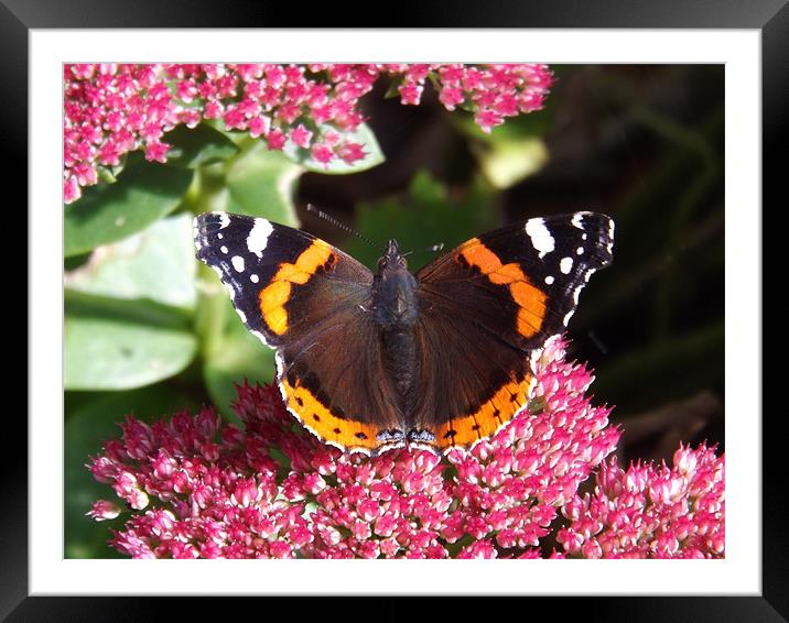 a beautiful butterfly Framed Mounted Print by naseem naghizadeh