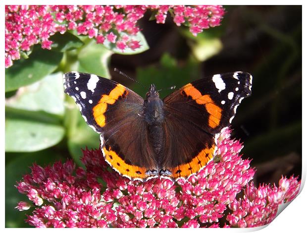 a beautiful butterfly Print by naseem naghizadeh