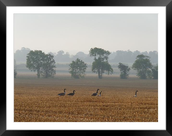 Morning On The Corn Field Framed Mounted Print by Noreen Linale