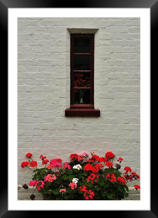 Geraniums on a Whitewashed Wall Framed Mounted Print by graham young
