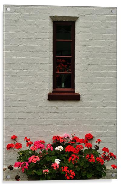 Geraniums on a Whitewashed Wall Acrylic by graham young