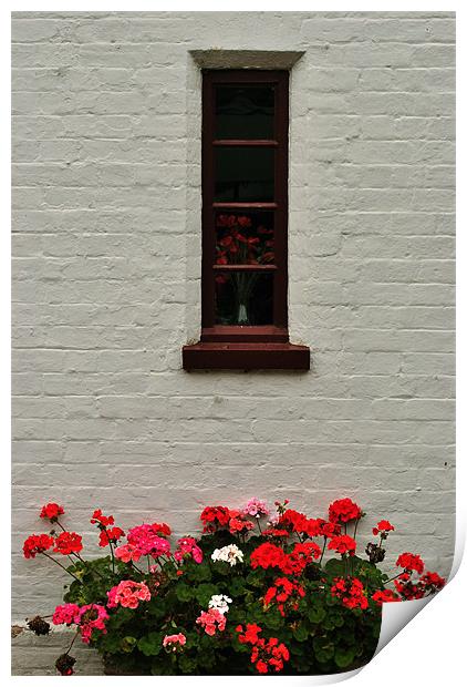 Geraniums on a Whitewashed Wall Print by graham young
