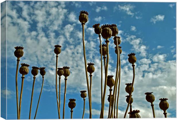 Poppy Seed Heads Canvas Print by graham young