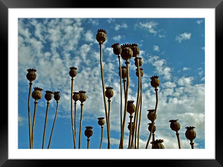 Poppy Seed Heads Framed Mounted Print by graham young