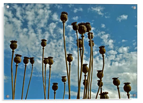 Poppy Seed Heads Acrylic by graham young