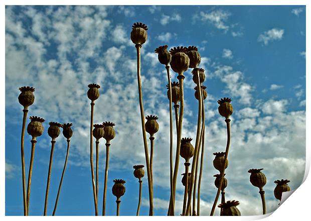 Poppy Seed Heads Print by graham young