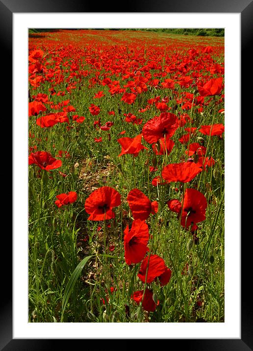 Poppies Framed Mounted Print by Thomas Schaeffer