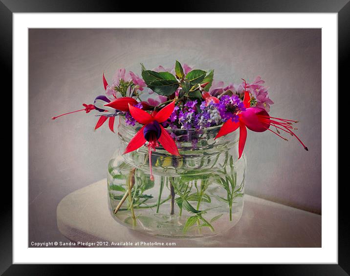 Last of the summer flowers Framed Mounted Print by Sandra Pledger