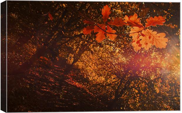 Autumn Colours Canvas Print by Dawn Cox